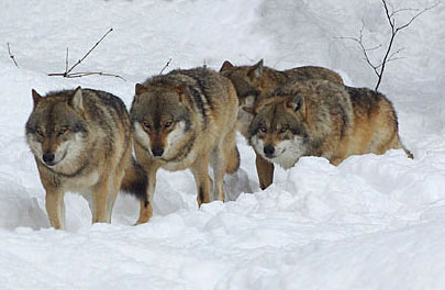../Wolf/np_wolf_RainerSimonis_5.jpg