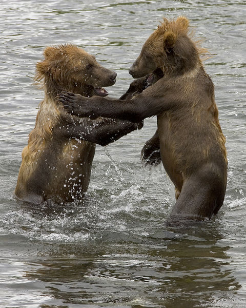 ../Baer/wiki-SteveHillebrand-Brown_Bear_Cubs.jpg