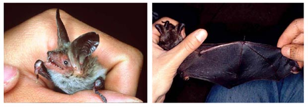 Halten einer Fledermaus in der Hand (links) und Untersuchung eines Flügels (rechts). 