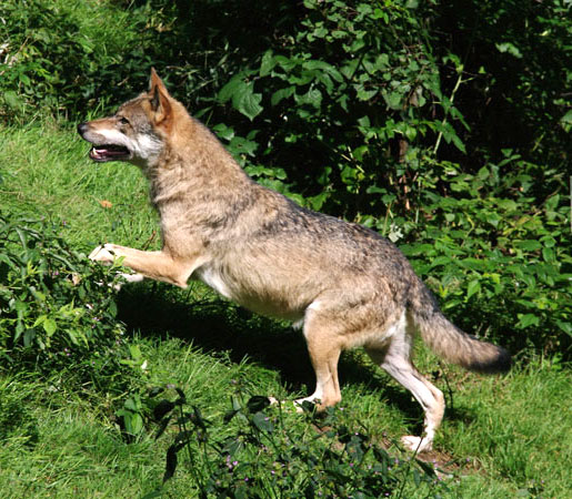 ../Wolf/np_wolf_RainerSimonis_3.jpg