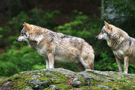 ../Wolf/np_wolf_RainerSimonis_7.jpg