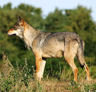 ../Wolf/wiki-800px-Scandinavian_grey_wolf_Canis_lupus_.jpg