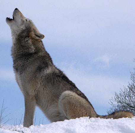 ../Wolf/wiki-Retron-WolfHowlsnow.jpg